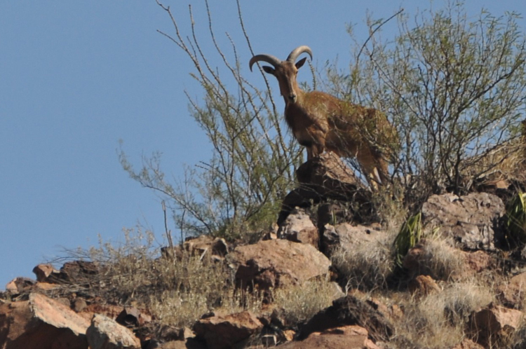 barbary sheep